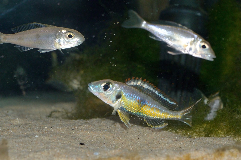Callochromis pleurospilus 'Kigoma'